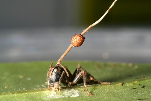 photo of ant with fungi growing through its head