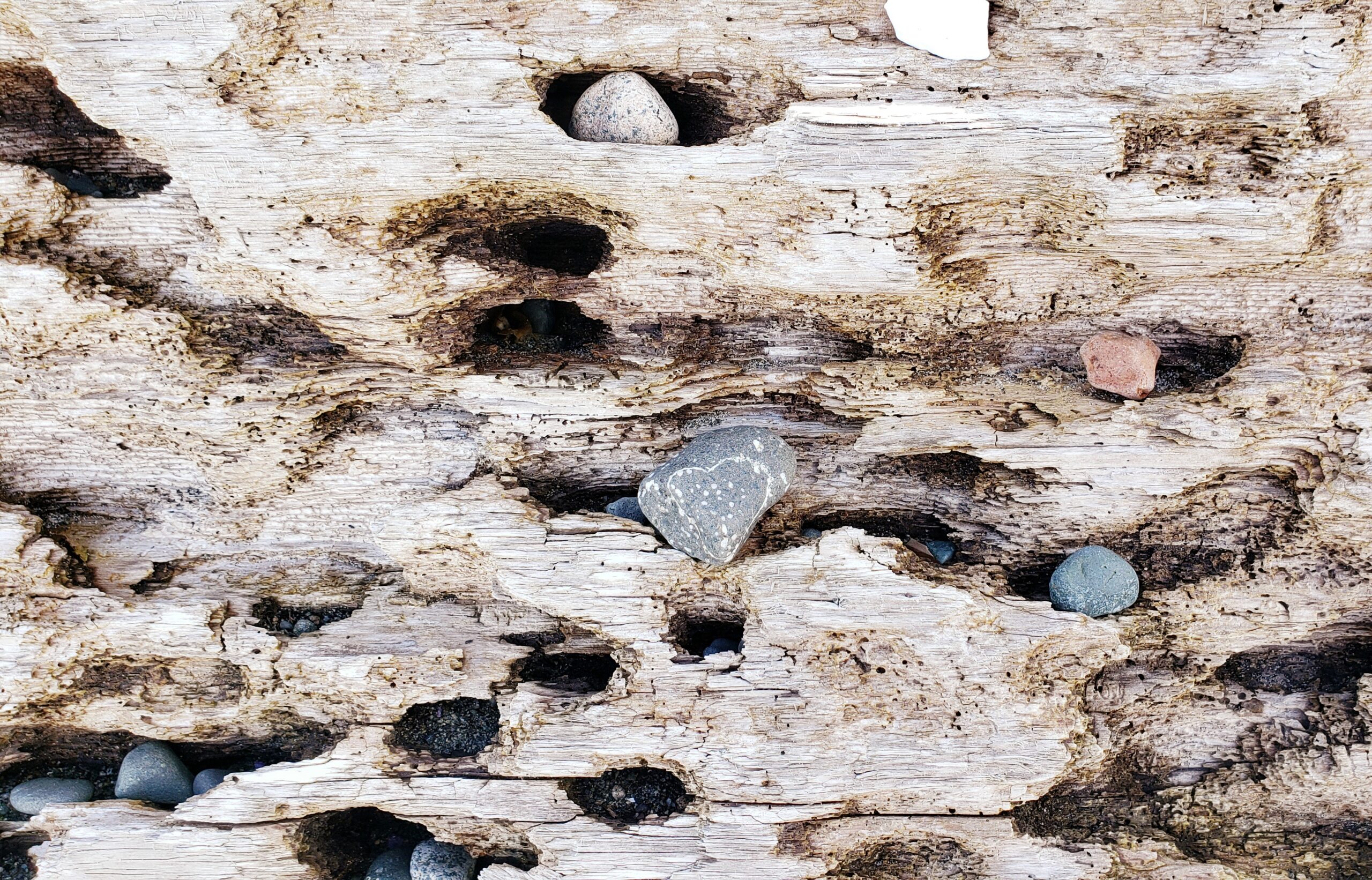 close up photo of holey driftwood with stones placed in holes