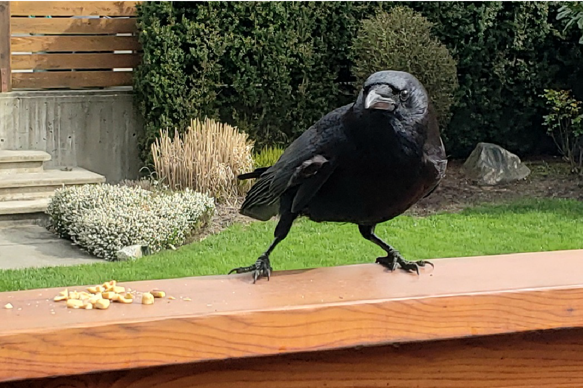 close up photo of a crow on a railing with peanuts beside