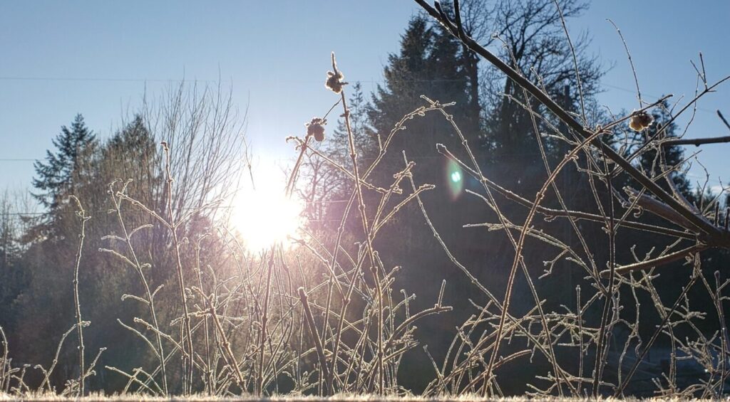 Daylight gleaming through frost-tipped grass